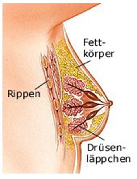 Zwischen der unteren und oberen brust liegt die mittlere brust, deren innerer bereich oft als innere brust bezeichnet wird. Geschlechtsorgane von Mann & Frau ++ Bilder mit Beschriftungen