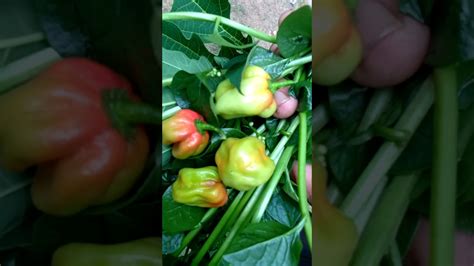 Anda juga bisa mengkreasikannya sebagus mungkin agar halaman rumahnya tetap terlihat indah tanpa mengurangi nilai fungsi dari tanamannya. Kebun Sayur Di halaman rumah - YouTube