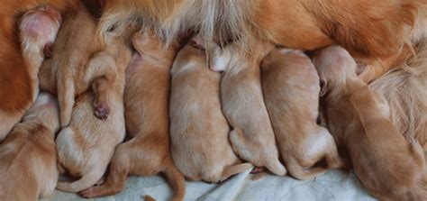 A puppy in this developmental stage will just be starting to recognize their siblings and mother. How To Care For Newborn Puppies (Right) After Delivery?