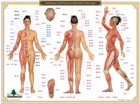 Meridian pairs complement each other one. Acupressure Chart - Pathways and Points of Meridian Massage