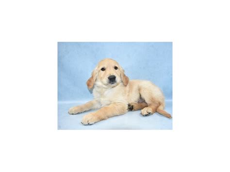 Premiere golden retriever puppies in florida. Golden Retriever-DOG-Male-Golden-2517975-Petland ...