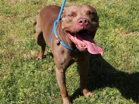 Shelter pets' breeds and ages are characterizations based on appearance, and are not meant to indicate or guarantee lifespan, temperament, disposition to learn more, visit me at the spcala south bay pet adoption center. Adoptable Animals - Virginia Beach SPCA