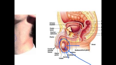 27 min 42 s format: Changes to boys during puberty - YouTube