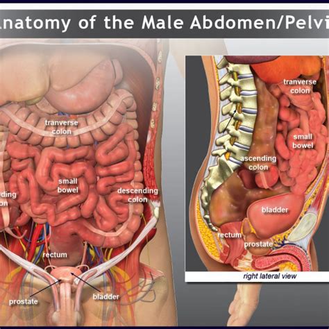 These general diagrams show the digestive system, with the major human anatomical structures labeled (mouth, tongue, oral cavity, teeth, buccal glands, throat, pharynx, oesophagus, stomach, small intestine, large. Male Abdomen and Pelvis Anatomy - TrialExhibits Inc.