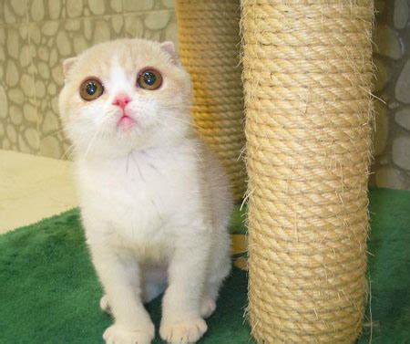 ขายแมว สก๊อตติชโฟลด์แท้ เพศ ชาย พันธุ์แมว : Chidsupangb: แมวสก๊อตติสโฟลด์ (Scottish Fold)