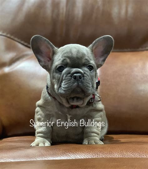 Servicing austin texas french bulldogs. Neo🧢 is looking for his forever 🏡 Located in Houston Texas ...