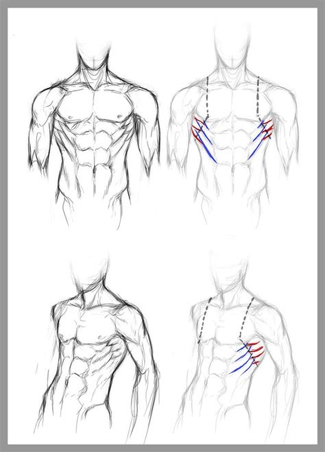 The superficial extrinsic back muscles (trapezius, latissimus dorsi, levator scapulae, and rhomboids, fig. DeviantARTist jinx-star's guide to drawing the serratus ...