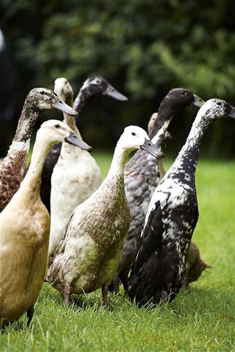 Although ducks make terrific backyard pets, it is important to consider a few factors before making a commitment to keeping them. How to keep ducks, for beginners | Keeping ducks, Pet ...