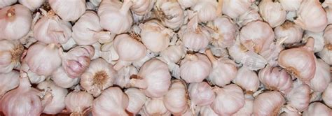 Haines and lye (1983) describe four subspecies from east africa, rotundus, merkeri, taylorii and tuberosus, but this is not accepted by all authors. South African Garlic Growers Association - Garlic Cultivation