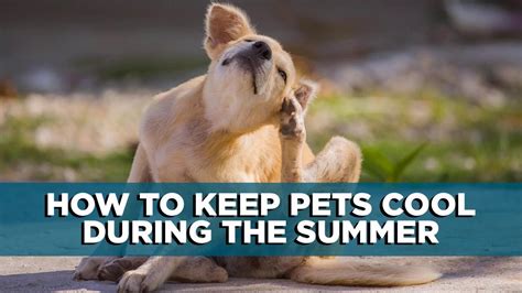 A paddling pool for paws. How to Keep Pets Cool During the 'Dog Days of Summer ...