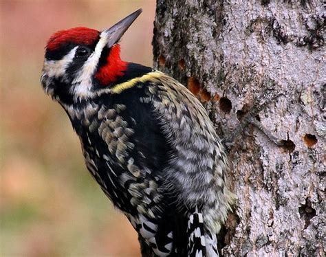 Often, sapsuckers hold their crown feathers up to form a peak at the back of the head. Yellow-bellied Sapsucker Songs and Calls - Larkwire