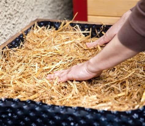 After that, you can simply pull the straw out of a bucket and utilize any dampened cellulose materials for the additional bedding. How To Grow Oyster Mushrooms From Store Bought Mushrooms