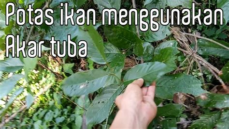 Ikan peliharaan anda mungkin bosan atau bahkan sakit. Obat ikan di sungai - YouTube
