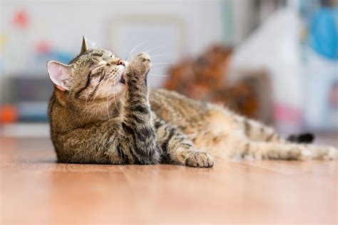 6 reasons to have your male cat neutered | catster. Cat Neutering & Spaying - Prevost Veterinary Clinic