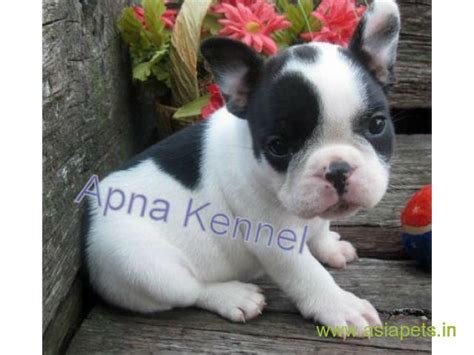 Find the perfect french bulldog puppy for sale at puppyfind.com. french bulldog puppies for sale in Chennai on best price ...