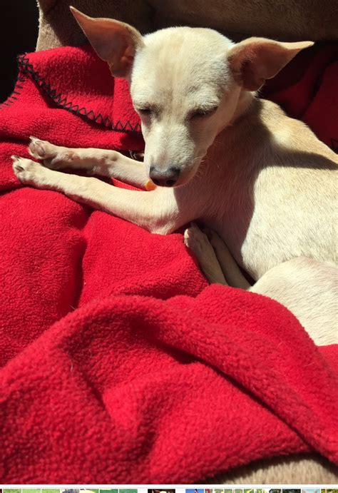 Deer head smooth coat chihuahua. Ziggy the deer head chihuahua. 🐕 ️ | Chihuahua, Deer head ...