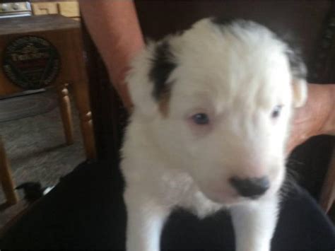 Border collies are intelligent, affectionate, loyal, and energetic dogs who crave their owner's affection. Three adorable border collie puppies in Carbondale ...