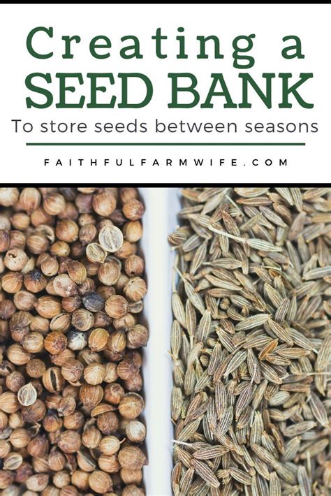 Conservation of seeds for preservation of genetic diversity is carried out in seed banks, where facilities are designed to maintain seed viability for tens and even hundreds of years. Advantage Of Storing Seeds In Seed Banks : What Is A Seed Bank - Learn About Seed Bank ...