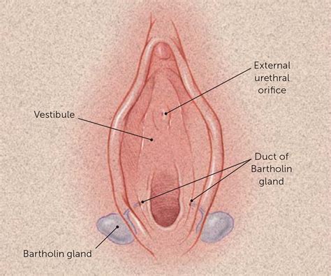 During needle aspiration, a needle and syringe are used to drain the cyst. Bartholin Duct Cyst and Gland Abscess: Office Management ...