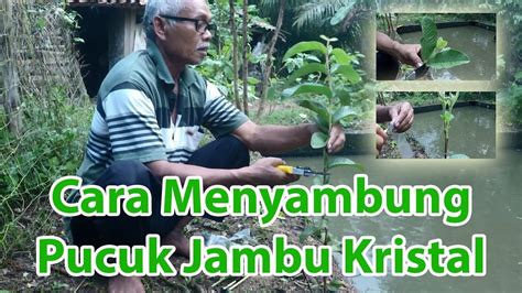 Jika terkena tungau merah pengendaliannya dengan tepung belerang dengan cara di hembuskan ke permukaan daun pepaya yang terserang. Cara Menyambung Pucuk Jambu Kristal dengan Jambu yang ...