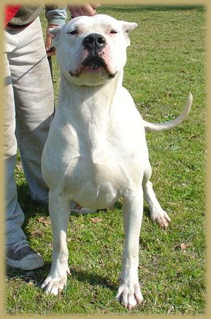 Only guaranteed quality, healthy puppies. Dogo Argentino In India - Bulldog Lover