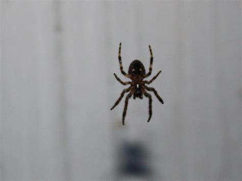 While brown recluse spiders aren't. Lake Havasu City Pest and Weed Control - Termite Inspections