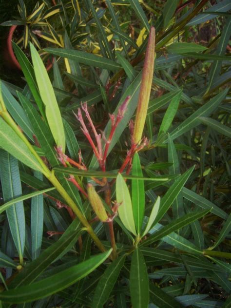 If playback doesn't begin shortly, try restarting your device. RE: Oleander - Nerium oleander - 4