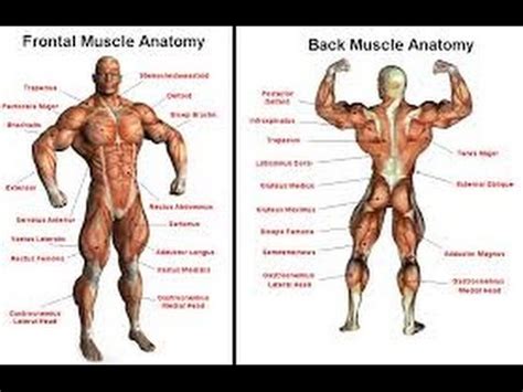 How to pack on slabs of muscle to your chest! Muscle parts vs exercise - YouTube
