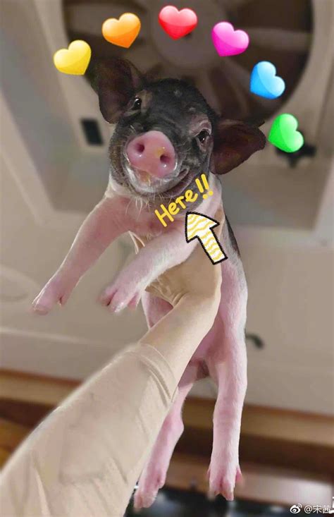 Usually they have hair on their muzzles, feet, and legs, but are hairless over the remainder of their bodies. Victoria Song's Pet Pig Is All Grown Up! | DramaPanda