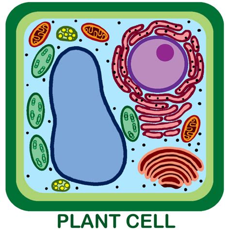 These cells tend to be larger than the cells of bacteria, and have developed specialized packaging and transport mechanisms that may be necessary to support their larger size. 3 unlabeled plant cell pictures in Cell - Biological ...