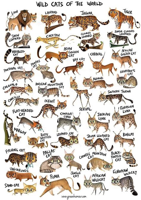 Chilling in alpine and subalpine zones, these guys have beautiful tails that they sometimes use. All types of wild cats in the world. : Damnthatsinteresting