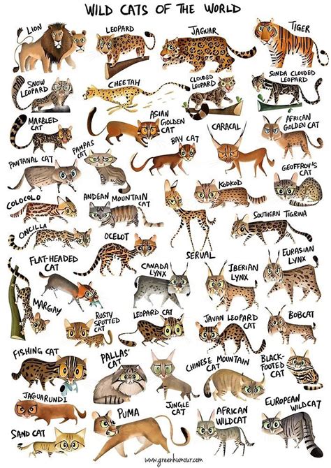 Leopards, cheetahs, jaguars, lions, snow leopards, and tigers. All types of wild cats in the world. : Damnthatsinteresting