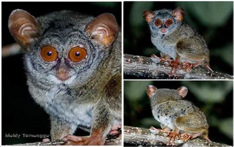Great sangihe tarsier in english. Sulawesi Mammals,Primate,Birds photography Trip
