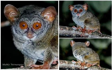 Sangihe tarsier (tarsius sangirensis), also known as sangihe island tarsier. Sulawesi Mammals,Primate,Birds photography Trip