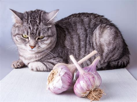 A small amount of onion or garlic in some sauce is not treatment for cats that eat harmful food. Can Cats Eat Garlic? - Petsoid