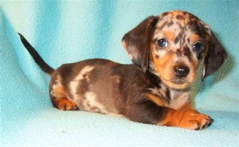 Beautiful akc reg mini dachshund puppies we have choc&tans blk&tans brendles,piebalds, dapples 1 yr health guarantee shot/worm records and a receipt we have. Dachshund Rescue Ohio | PETSIDI