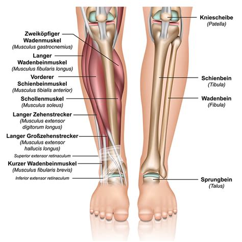 Vector illustration informative medical scheme. Beinschmerzen: Symptome, Vorbeugung und Behandlung Schmerz ...