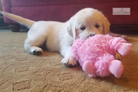 Join millions of people using oodle to find puppies for adoption, dog and puppy listings, and other pets adoption. Foxy: Golden Retriever puppy for sale near Springfield ...