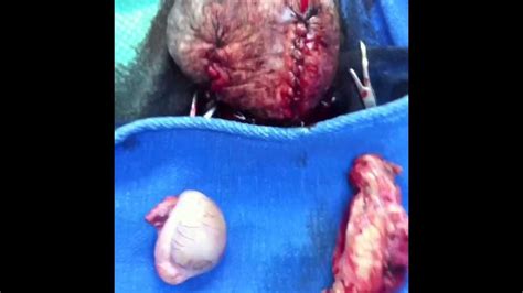 Hair removal for the scrotum is a good way to 'make things look bigger' and to increase the sensitivity for you. PUScam!!! K9 with Right infected testicle removal and ...