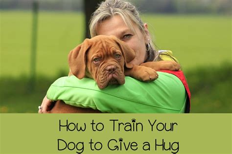 How to give your dog a pill without food. How to Train Your Dog to Give a Hug - DogVills