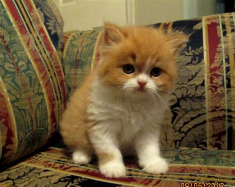 Exotic short hair persian kittens for adoption. Persian munchkin - 15 free HQ online Puzzle Games on ...
