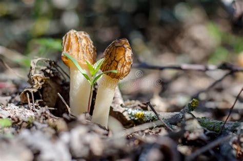 Verpa Bohemica. Morchellaceae. Spring Mushroom. Stock Image - Image of ...