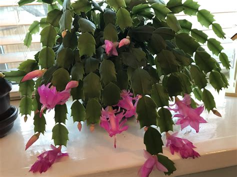 It was never covered in blooms, but it had blooms all of those months. My Christmas cactus has bloomed for the first time ...