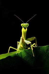 The body structure of a praying mantis is like that of most insects, which is divided into three. Keeping Praying Mantis as Pets | Keeping Exotic Pets