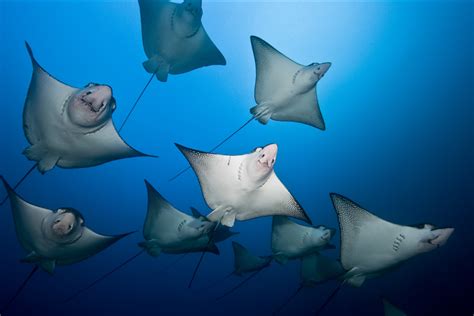 Eagle rays feed on mollusks and crustaceans, crushing their shells with their flattened teeth. Eagle Rays Return! MV Argo Trip Report 6/4/2013 | ScubaBoard