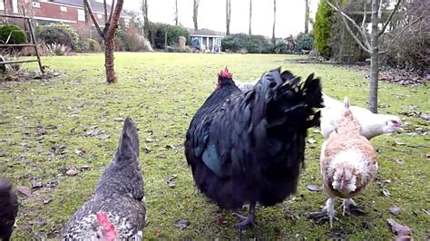 How do we know they're the hottest? huge big black cock crowing - YouTube