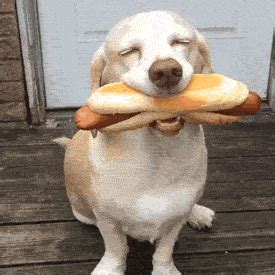 The best gifs for happy puppies. Happy Animated GIF