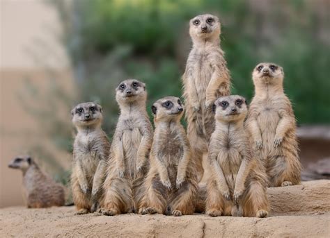 Mit unserer neuen zoo app genießen sie ihren rundgang durch den zoo schmiding mit den aktuellen zooinfos, direkt aus ihrer hand, von ihrem smartphone. Zoo Schmiding, Erdmännchen: Neue Anlage für Erdmännchen im Zoo Schmiding - Wels & Wels Land