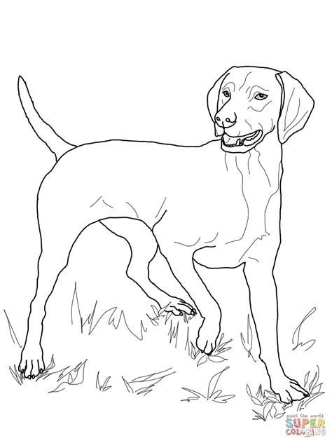 Here is a fine compilation of 25 free printable dog coloring pages. Vizsla | Super Coloring | Dog coloring page, Vizsla, Puppy ...