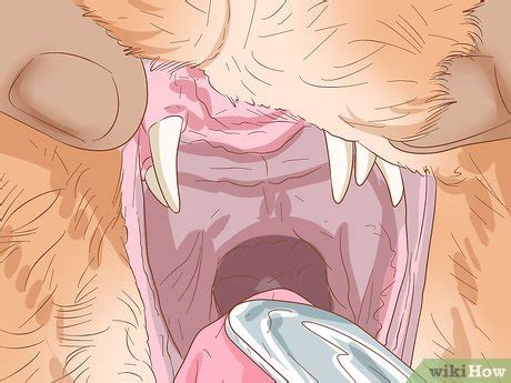 However, complete removal of the tumour by surgery is not always possible (due to the site of the tumour or its spread to other sites). How to Diagnose and Treat Mouth Ulcers in Cats: 9 Steps